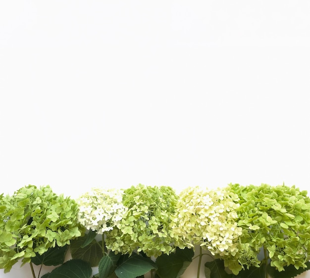 Composición de flores de flores de hortensia verde sobre fondo blanco plantilla primavera verano para su