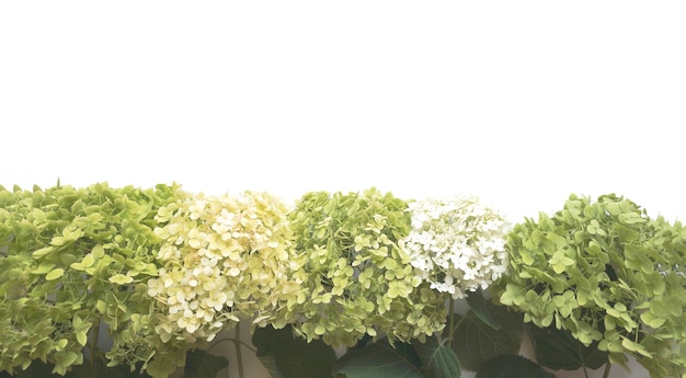 Composición de flores de flores de hortensias verdes sobre fondo blanco. Plantilla de primavera, verano para tus proyectos. Endecha plana, copie el espacio.