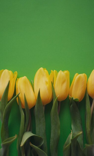 Composición de flores flores de tulipán amarillo sobre fondo verde concepto de primavera verano vista plana endecha superior