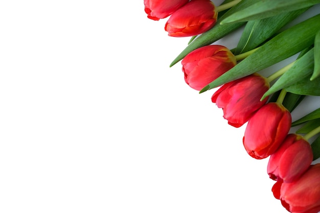 Composición de flores flores de tulipán rojo aisladas sobre fondo blanco concepto de primavera verano endecha plana
