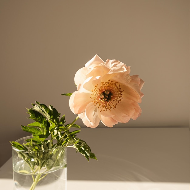 Composición de flores de lujo estéticas Elegante y delicada flor de peonía de melocotón en jarrón de vidrio que proyecta sombra de luz solar sobre mesa blanca