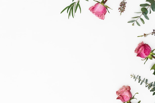Foto composición de flores marco de flores de color rosa y ramas de eucalipto sobre fondo blanco. día de san valentín, día de la madre, concepto del día de la mujer.
