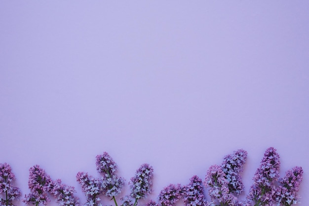 Composición de flores Marco de flores lilas sobre un fondo sólido Concepto del Día de la Madre Día de la Mujer Vista plana superior