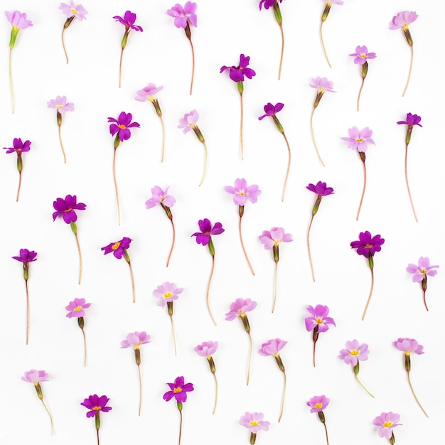 Composición de flores. Patrón de flores lilas y violetas. Vista plana endecha, superior.