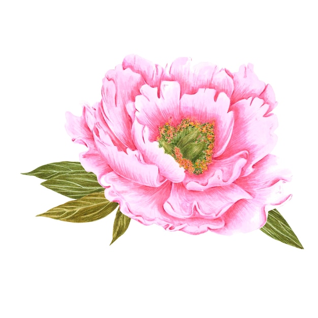 Composición de flores de peonía rosa acuarela dibujada a mano en la postal de banner de fondo blanco