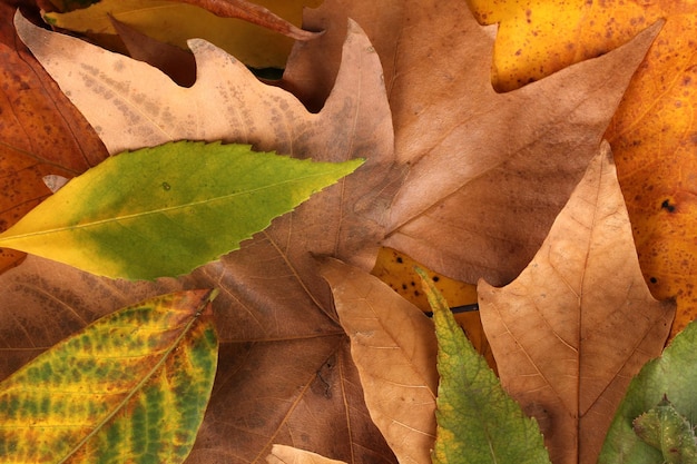 Composición de fondo amarillo hojas de otoño