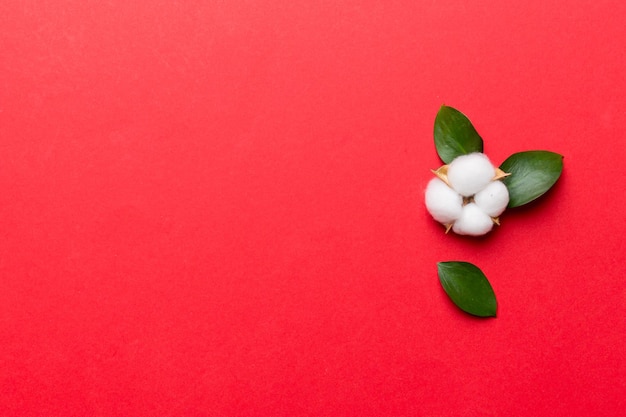 Composición de fondo laicos plana floral de otoño. Rama de flor de algodón esponjoso blanco seco con vista superior de hoja verde en la mesa de color con espacio de copia