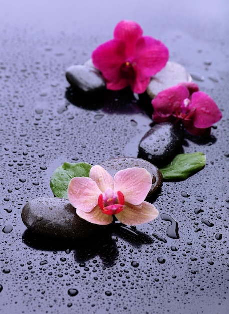 Foto composición con hermosas orquídeas en flor con gotas de agua y piedras de spa sobre fondo gris