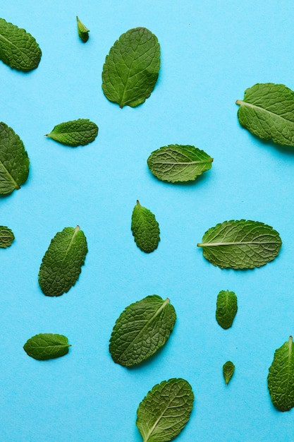 Foto composición de hojas de menta en mesa azul