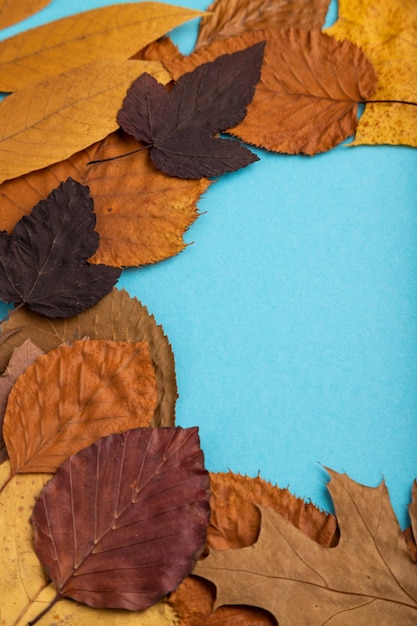 Composición con hojas de otoño amarillas y marrones sobre fondo azul espacio de copia de vista lateral