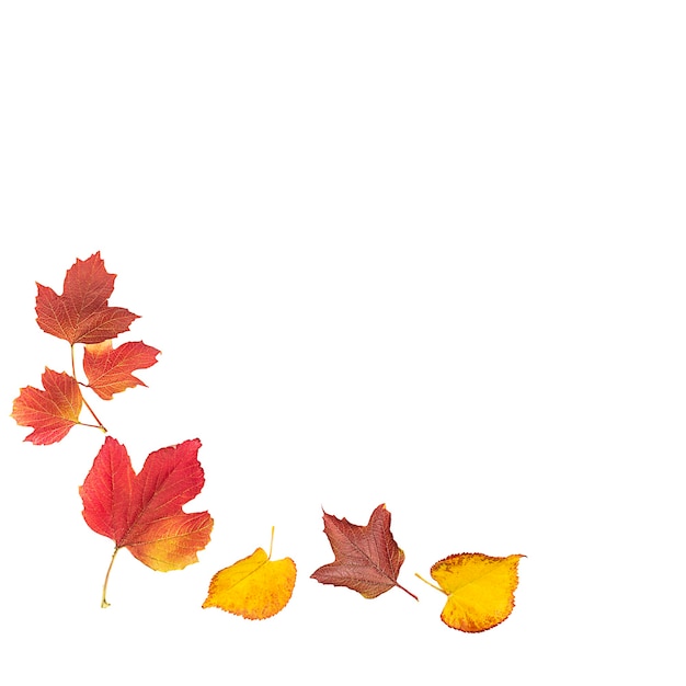 Composición de hojas de otoño sobre un fondo blanco.
