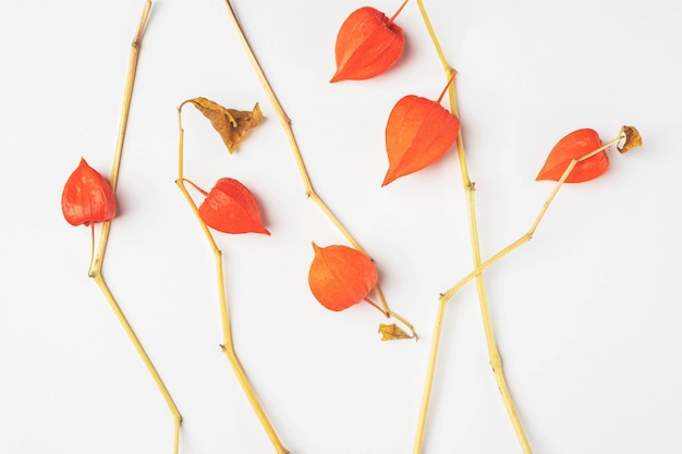 Foto composición de hojas de physalis