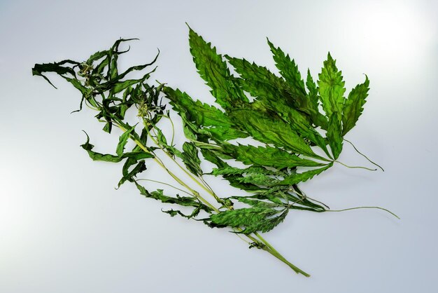 Composición de hojas secas de cannabis ruderalis sobre un fondo blanco.