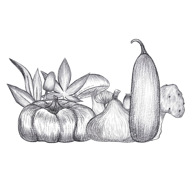 Composición de hojas y setas de calabazas con lápiz negro dibujadas a mano aisladas en fondo blanco. Puede usarse para patrones de etiquetas de tarjetas postales y otros productos impresos.