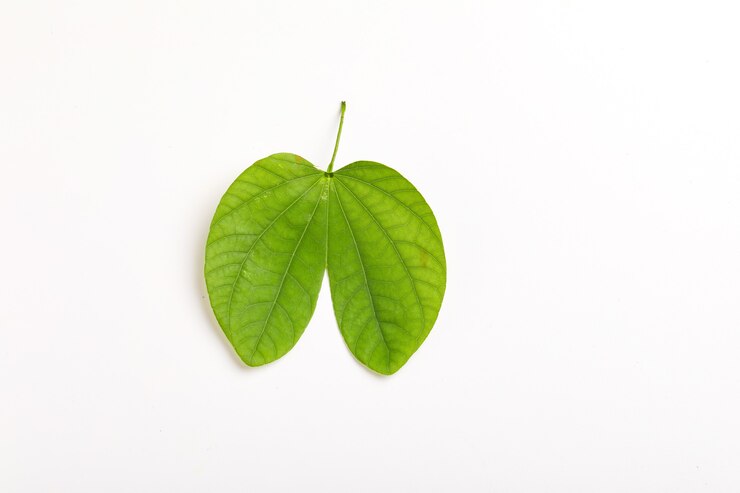 Foto composición de hojas verdes y arroz para el festival indio dussehrae