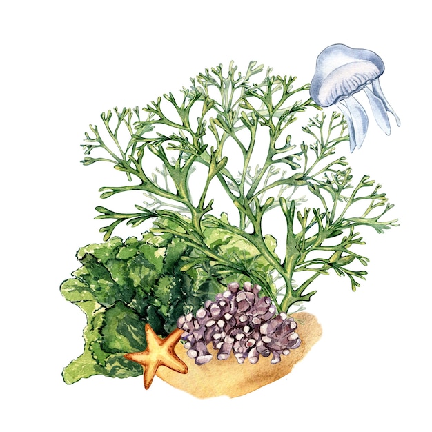 Composición de la ilustración de acuarela de plantas de mar verde aislado en blanco