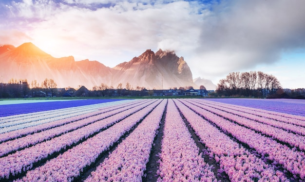 Composición jacinto campos en Holanda y hermosas montañas