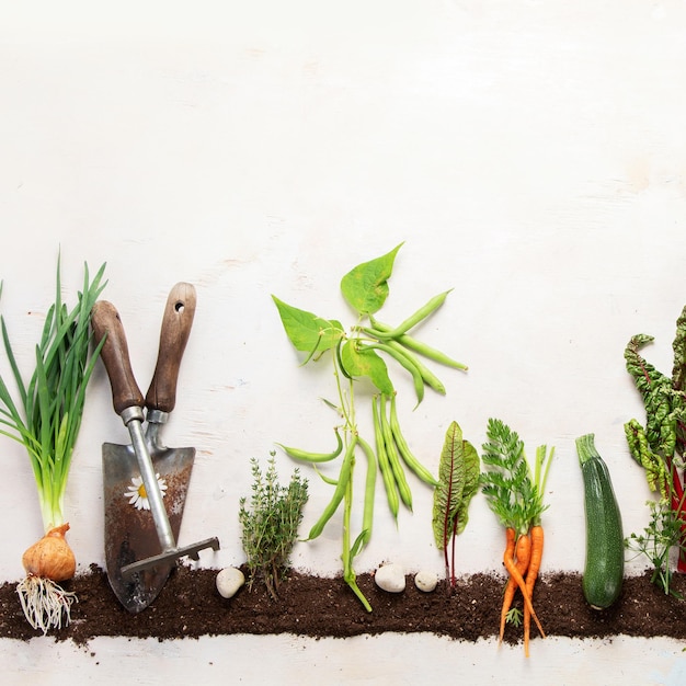 Foto composición de jardinería primaveral sobre fondo neutro verduras orgánicas, bayas y herramientas de jardín vista superior espacio de copia