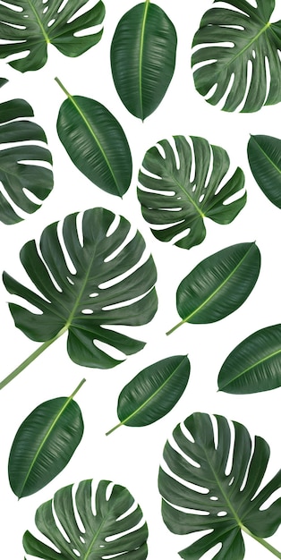 Composición de lienzo vertical de moda hojas verdes tropicales monstera y ficus elastica aislado sobre fondo blanco mezclado