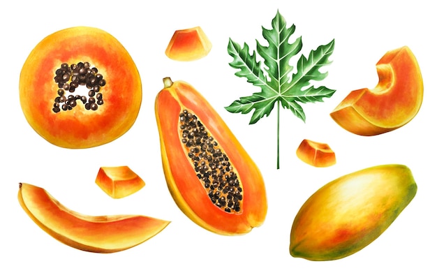 Composición madura dulce en acuarela con rebanada media papaya melón mango y hojas dibujadas a mano realistas