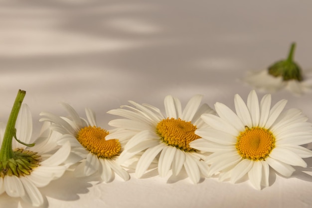 Foto una composición de margaritas sobre un fondo blanco con un lugar para texto fondo para su diseño una postal una invitación