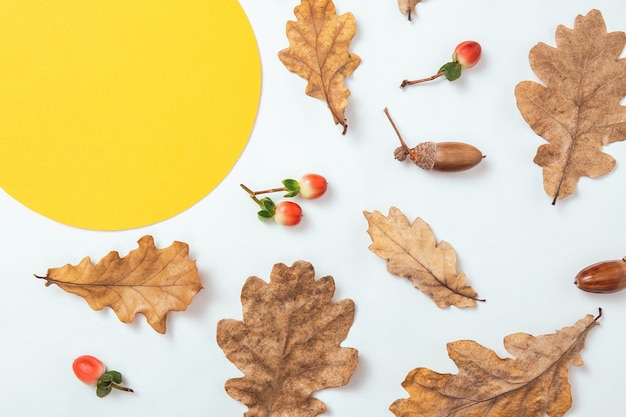 Composición mínima de otoño. Guirnalda de bellotas, hojas de roble dorado y frutos rojos sobre fondo blanco. Maqueta de marco de círculo amarillo para texto. Hoja en blanco. Endecha plana, vista superior, espacio de copia.