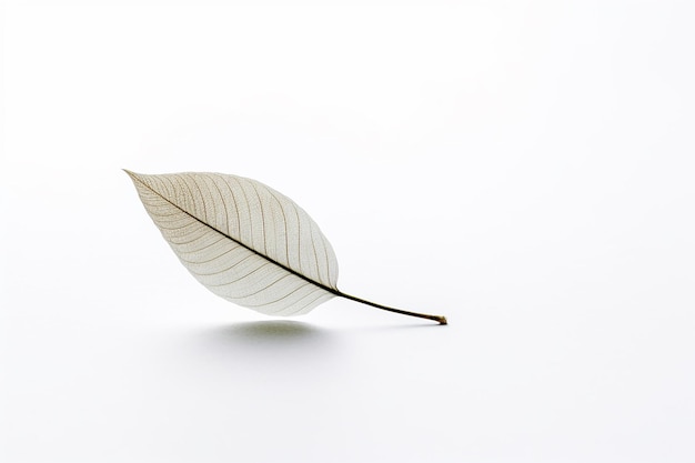 Foto una composición minimalista de una sola hoja