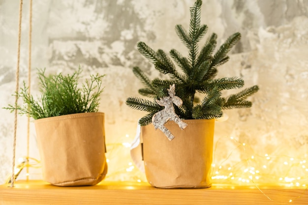 Composición navideña. plantas de invierno sobre fondo blanco. Navidad, invierno, concepto de año nuevo.