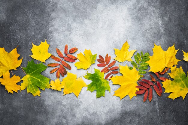 Composición otoñal. Borde de hojas amarillas y rojas sobre fondo gris. Caída del otoño