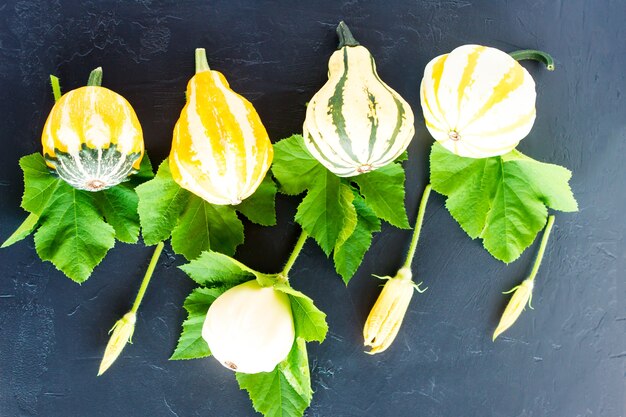 Composición otoñal de calabazas decorativas de diferentes formas, flores de calabaza y hojas sobre un fondo negro. diseño plano.