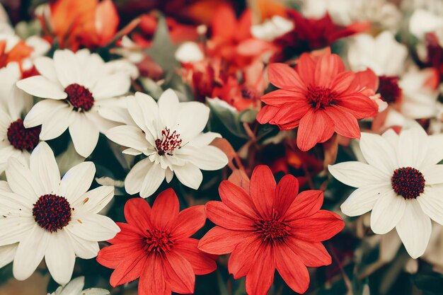 Composición otoñal hecha de hermosas flores sobre fondo claro. Decoración florística. flores naturales