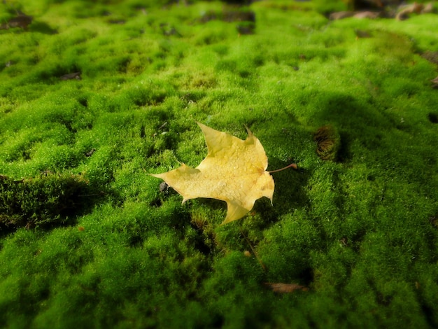 Composición otoñal hoja de arce yace sobre musgo verde Concepto de atmósfera otoñal de la temporada de otoño