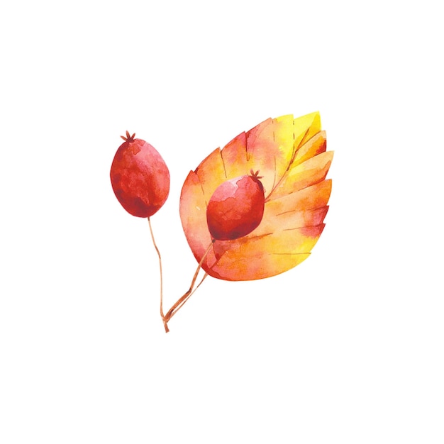 Composición de otoño de acuarela Ilustración de baya de hoja roja naranja Planta de naturaleza de otoño