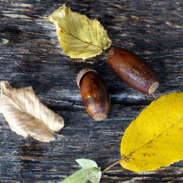 Composición de otoño con bellotas