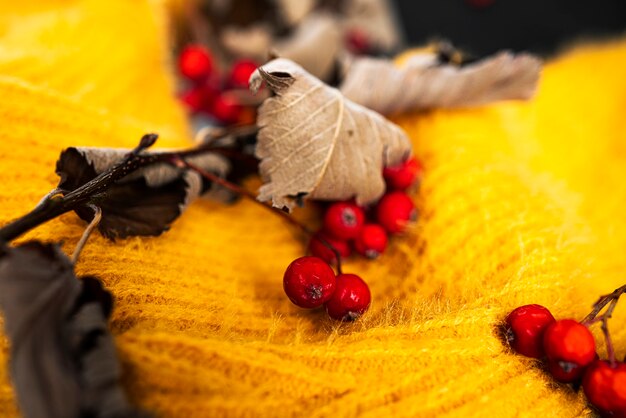 Composición de otoño. Jersey amarillo, serba sobre fondo oscuro. Foto de alta calidad