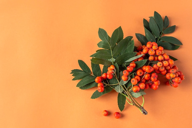 Composición de otoño. Marco de bayas de serbal sobre fondo naranja. Minimalismo, plano, copia espacio para texto.