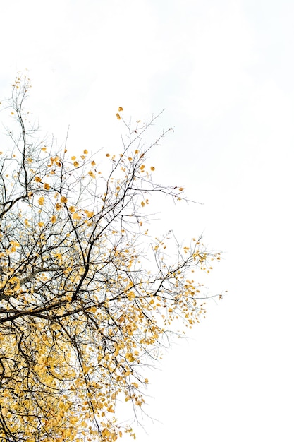 Composición de otoño y otoño. Hermoso árbol con hojas amarillas contra el cielo blanco