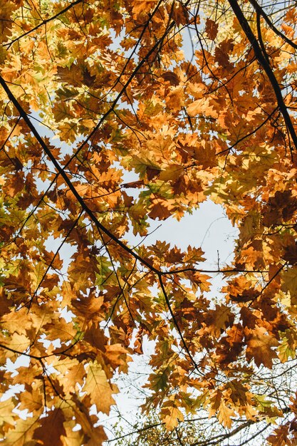 Composición de otoño y otoño. Hermoso paisaje con hojas de roble amarillo y naranja