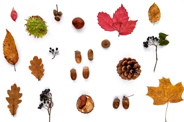 Composición de otoño. Patrón de hojas secas, ramas, piñas, bayas, castañas y bellotas aisladas sobre fondo blanco. Maqueta de plantilla otoño, halloween. Endecha plana, copia de fondo del espacio