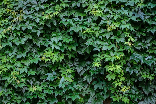 Composición de la pared de hojas verdes