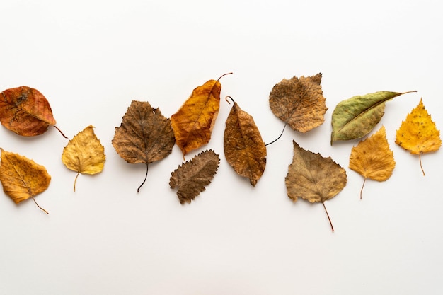 Composición plana laica de otoño hojas amarillas sobre un fondo blanco dispuestas en una fila uniforme