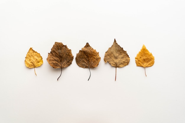 Composición plana laicos de otoño hojas amarillas sobre un fondo blanco dispuestas en una fila uniforme