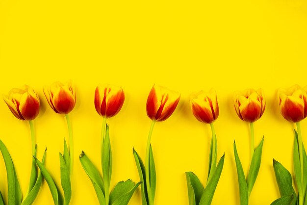 Composición plana de pascua con tulipanes amarillos y rojos sobre un fondo amarillo