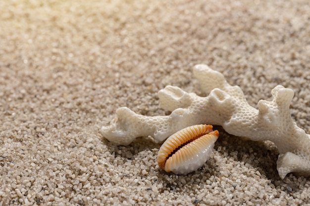 Foto composición de la playa con corales marinos y una concha sobre arena limpia primer plano de fondo de mar y ocio