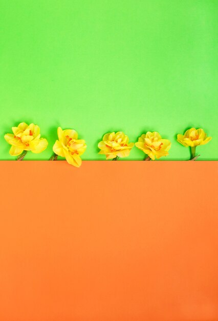 Composición de primavera hecha con flores de narciso sobre fondo verde y naranja