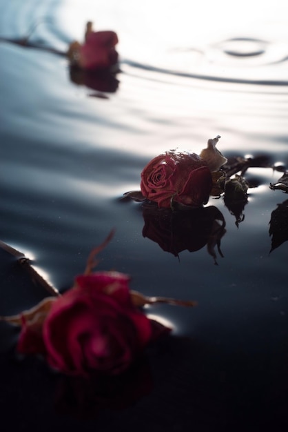 Composición de primavera de pequeñas rosas secas en gotas de agua de agua closeup