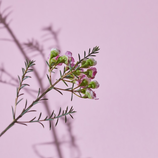 Composición de primavera una rama de flores rosadas sobre un fondo rosa