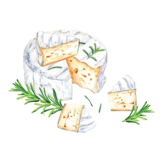 Composición de queso Brie Camembert y romero Ilustración acuarela aislada sobre fondo blanco