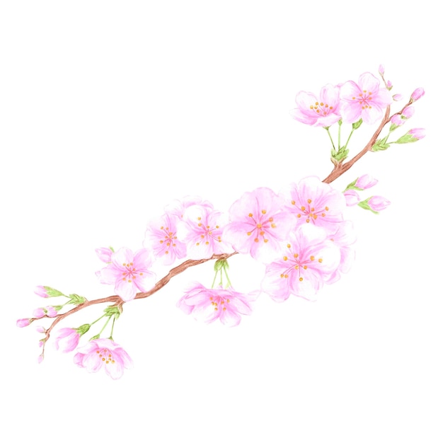 Composición de ramas de flores de cerezo en acuarela dibujada a mano Ilustración de flores aisladas sobre un fondo blanco Se puede usar para álbum de recortes de etiquetas de postales y otros productos impresos