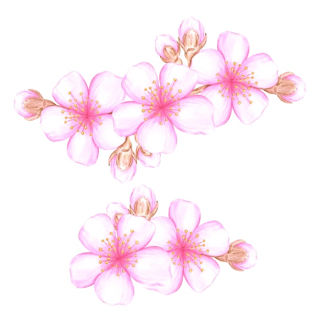 Composición de ramas de flores de cerezo en acuarela dibujada a mano Ilustración de flores aisladas sobre un fondo blanco Se puede usar para álbum de recortes de etiquetas de postales y otros productos impresos